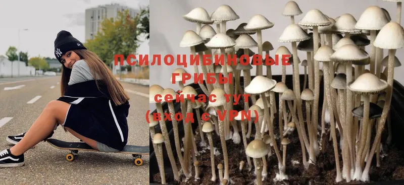 mega как войти  Кириши  Псилоцибиновые грибы Magic Shrooms  где продают  